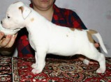 Американского стаффордширского терьера щенок / Владивосток