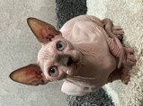 Котята канадского сфинкса / Владивосток