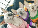 Котята канадского сфинкса / Владивосток